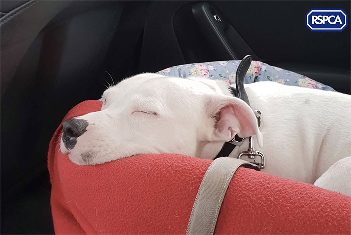RSPCA