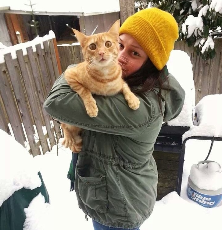 These Photos Prove That Cats and Snow Are Not Meant for Each Other