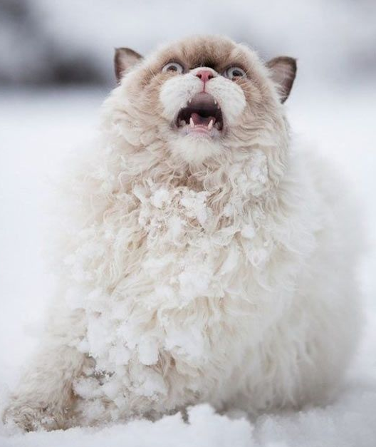 These Photos Prove That Cats and Snow Are Not Meant for Each Other