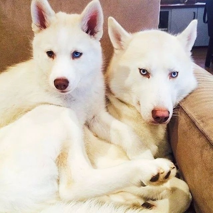 magic wolves