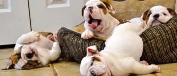 Hilarious and Adorable Photos of Bulldogs That Will Bring Smile to Your Face