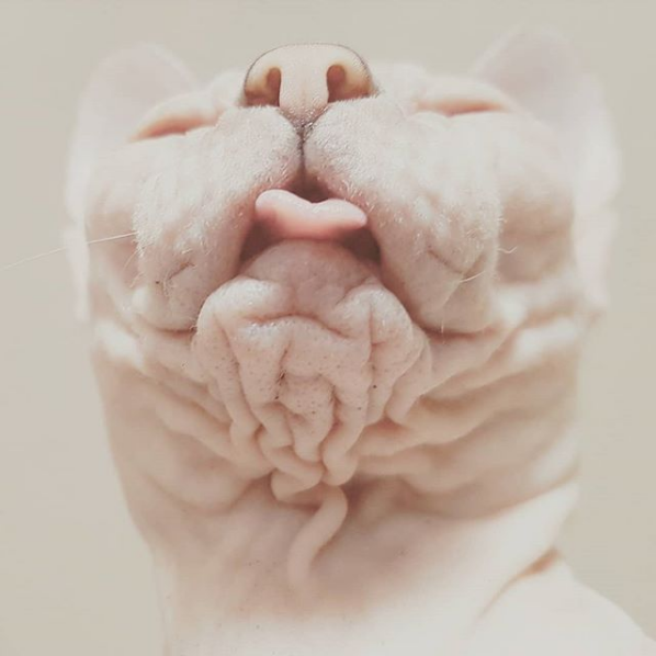 Photos Proving That Hairless Cats Are Actually Amazing