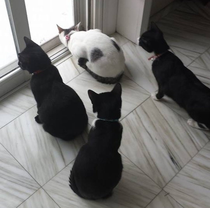 These Photos Prove That Cats and Snow Are Not Meant for Each Other