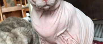 Photos Proving That Hairless Cats Are Actually Amazing
