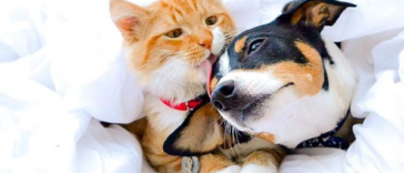 These Cats Fell in Love With Dogs, and This Looks Like the Cutest Thing Ever