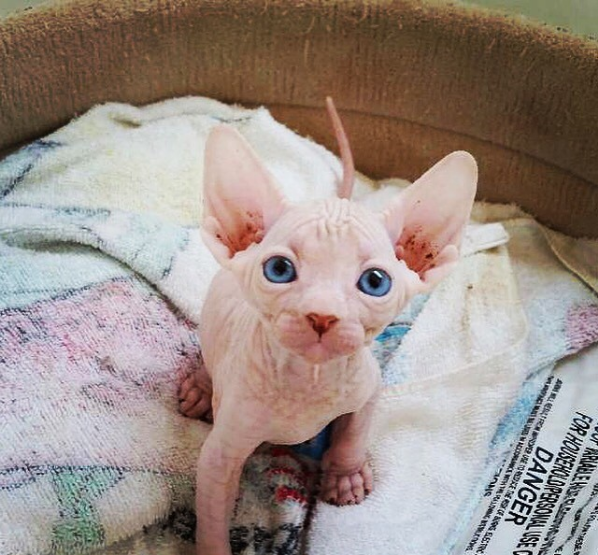Photos Proving That Hairless Cats Are Actually Amazing