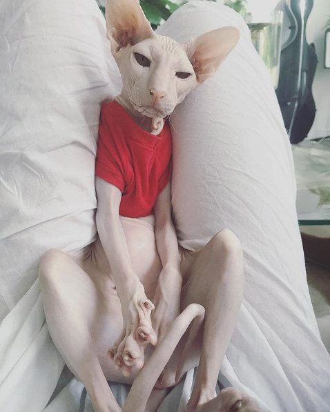 Photos Proving That Hairless Cats Are Actually Amazing
