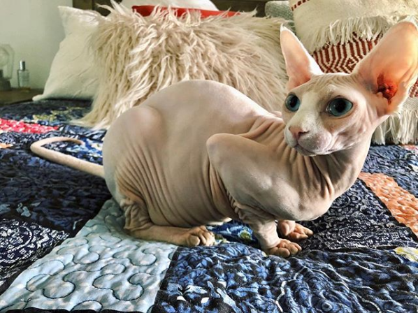Photos Proving That Hairless Cats Are Actually Amazing