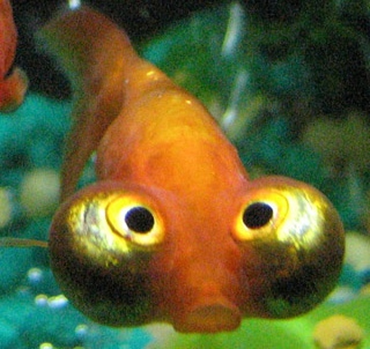 Celestial Eye goldfish