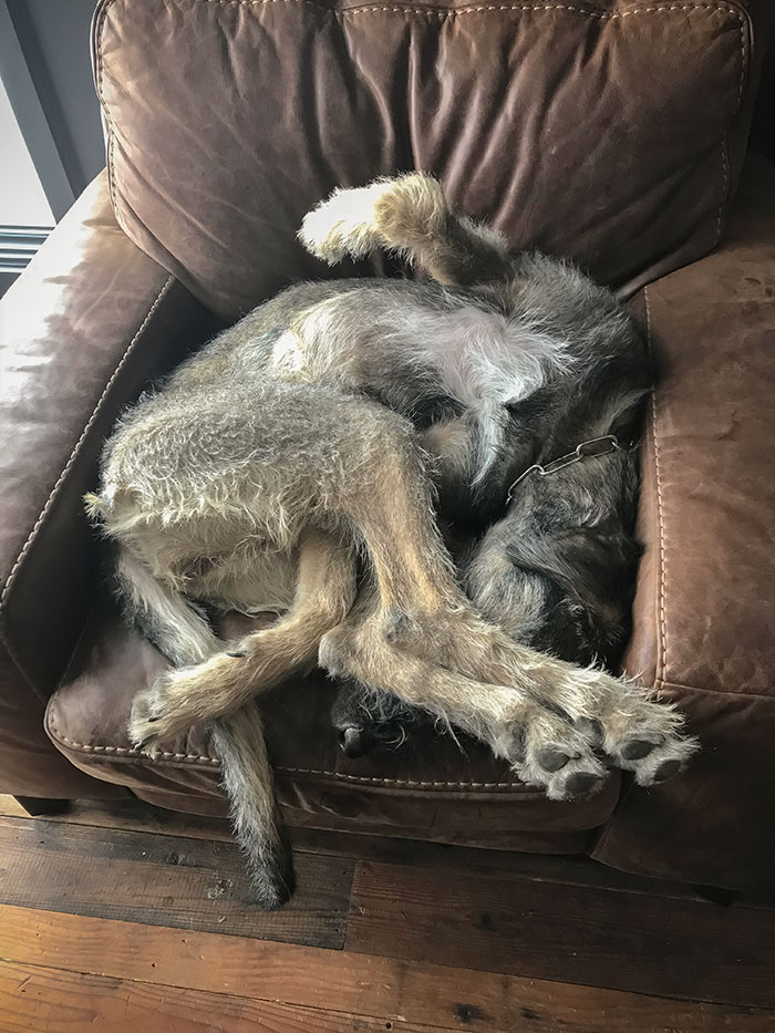 Wolfhound