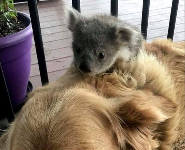 baby koala