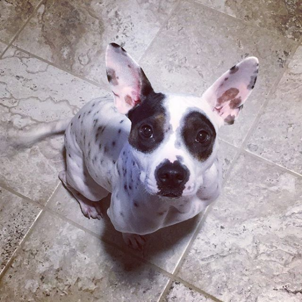 doggie