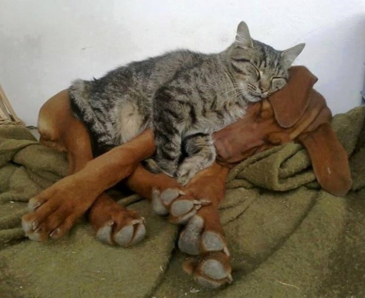 pillow