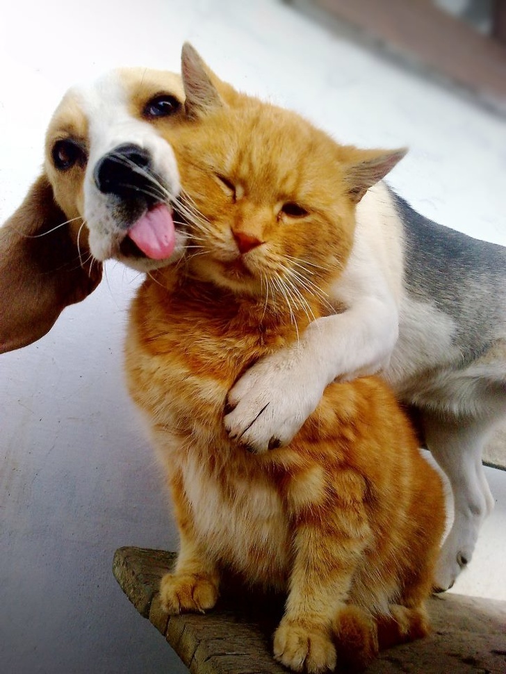 cuddler