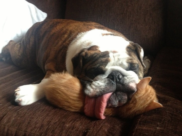 softest pillow
