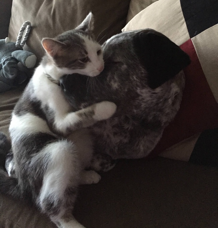kitty