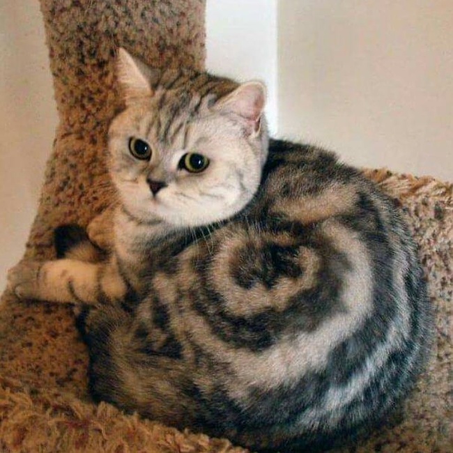 kitty