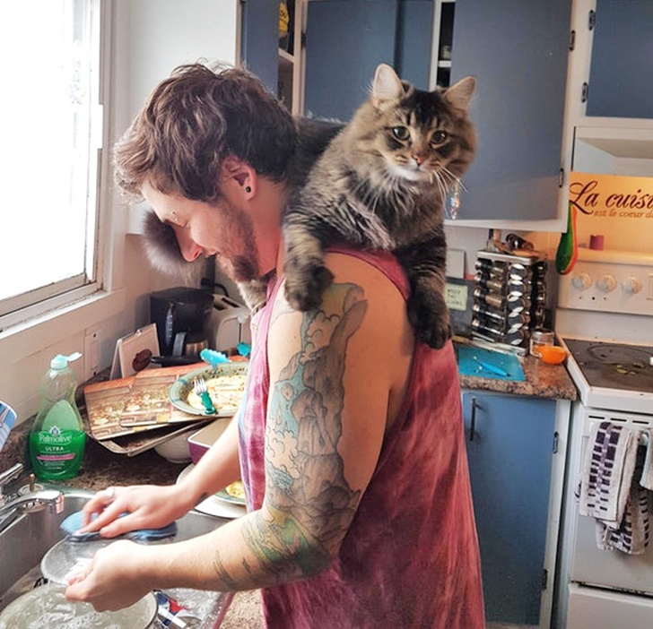 shoulder cat