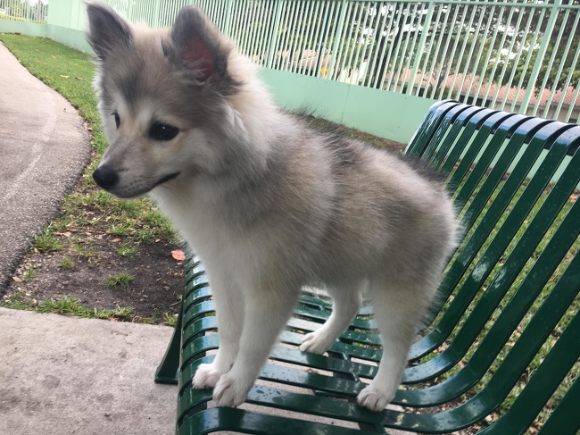 puppy