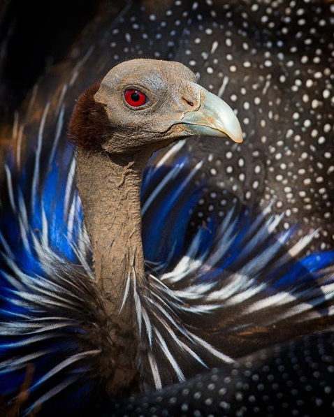 deep red eyes