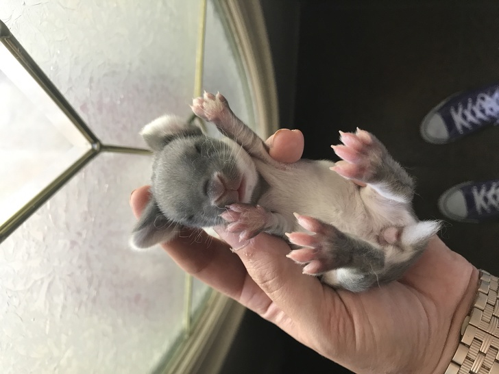 Tiny rabbit