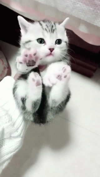 Tiny soft paws
