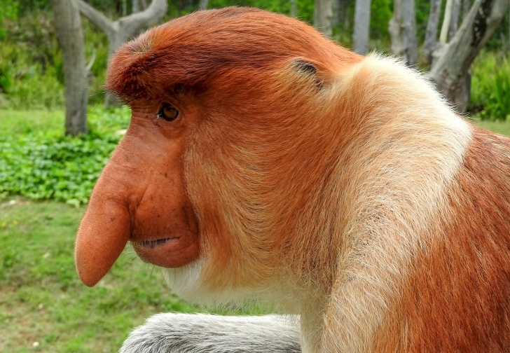 proboscis monkey