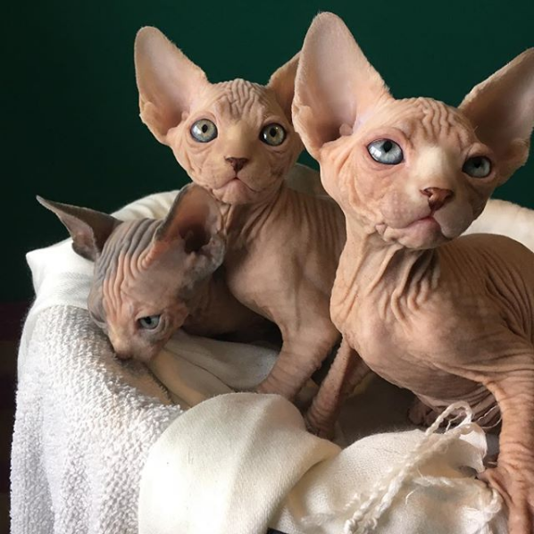 Photos Proving That Hairless Cats Are Actually Amazing