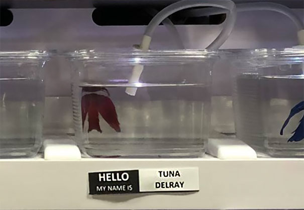 Tuna Del Ray