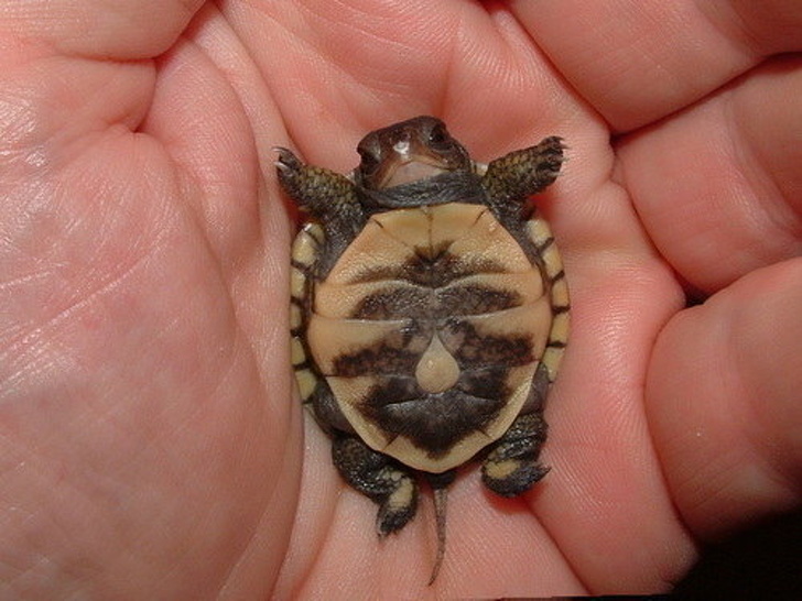 Turtles