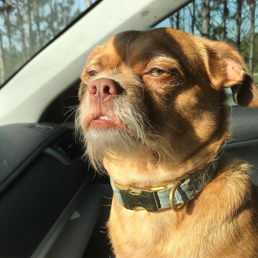 dog beard