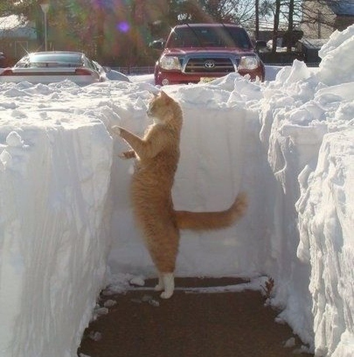 These Photos Prove That Cats and Snow Are Not Meant for Each Other