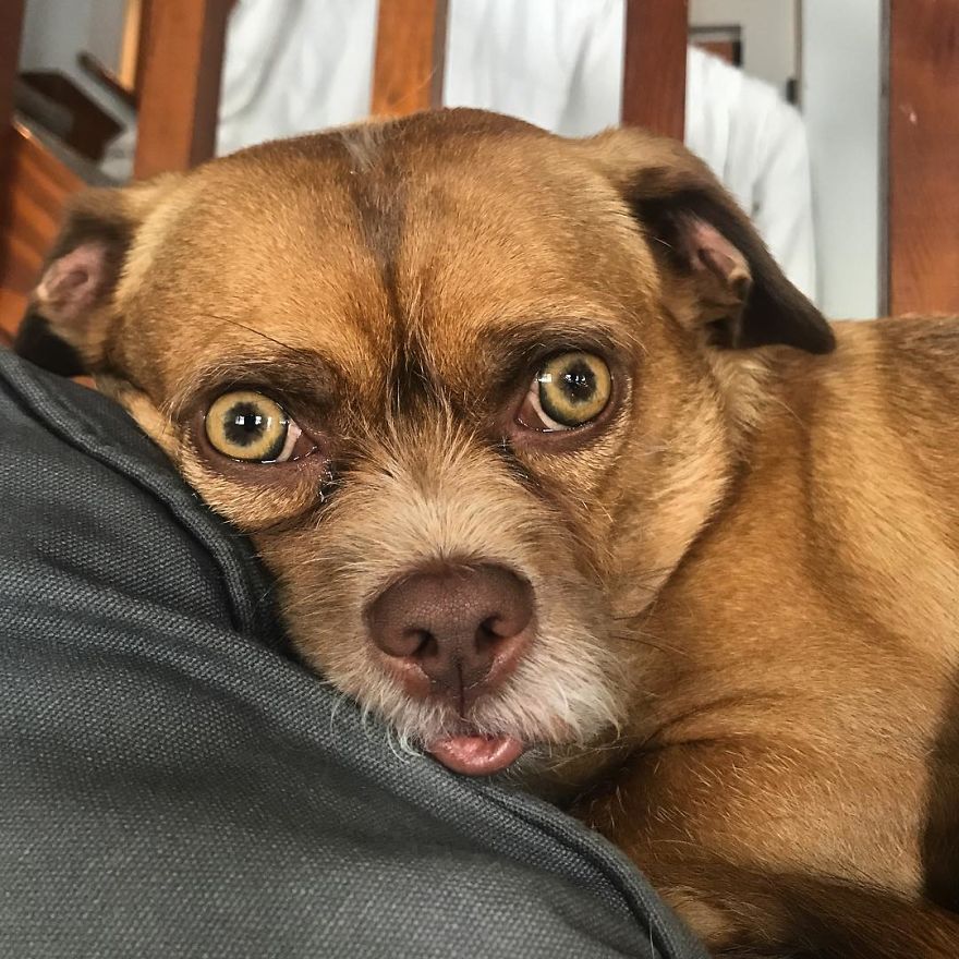 Puppy Dog