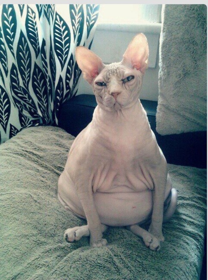 Photos Proving That Hairless Cats Are Actually Amazing