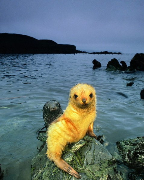 seal