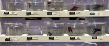 This Pet Store Gives Celebrity Names to Their Fishes Which Are Hilariously Accurate