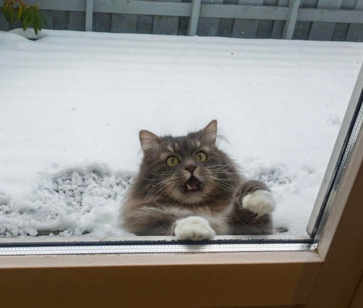 These Photos Prove That Cats and Snow Are Not Meant for Each Other