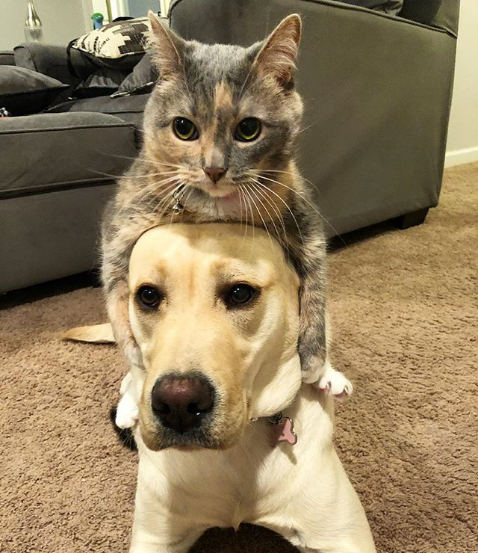 Pup