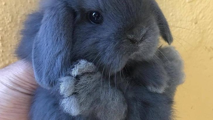 Fluffy Animals That Are Cuddlier Than a Plush Toy
