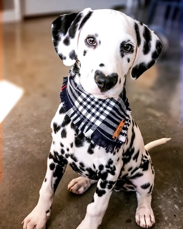Wiley; The Dalmatian Wears His Heart On His Nose