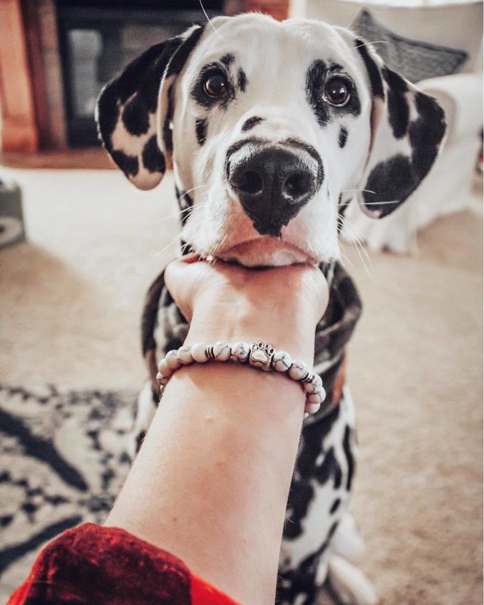 Wiley; The Dalmatian Wears His Heart On His Nose