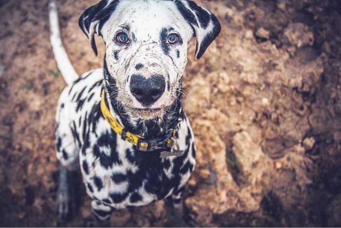 Wiley; The Dalmatian Wears His Heart On His Nose