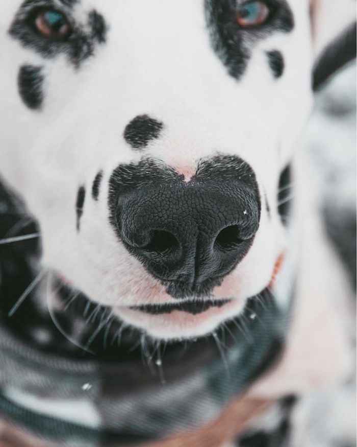 Wiley; The Dalmatian Wears His Heart On His Nose