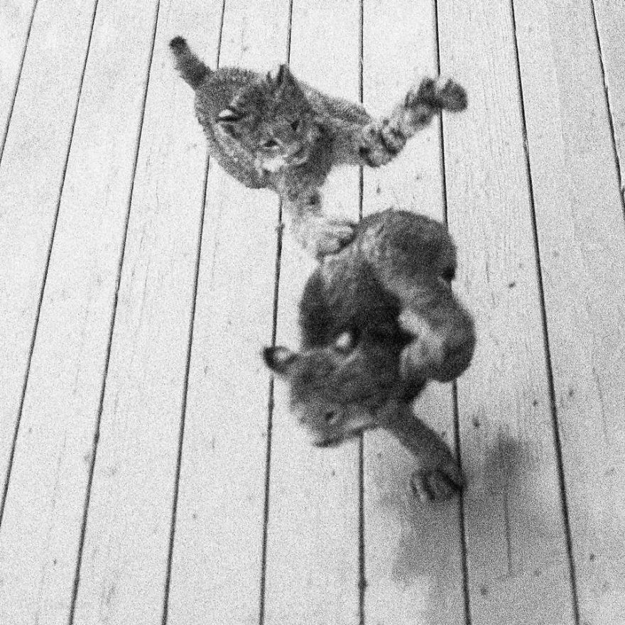 Tim Newton; A Man Woke Up To A Strange Noise, Saw This On His Porch