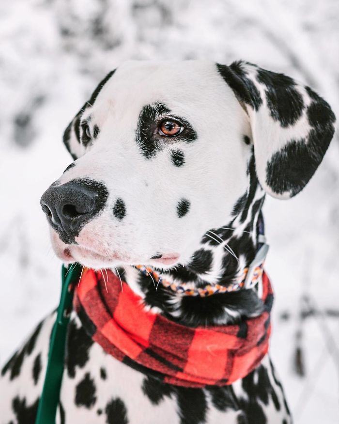 Wiley; The Dalmatian Wears His Heart On His Nose