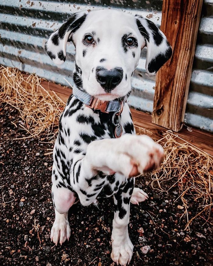Wiley; The Dalmatian Wears His Heart On His Nose