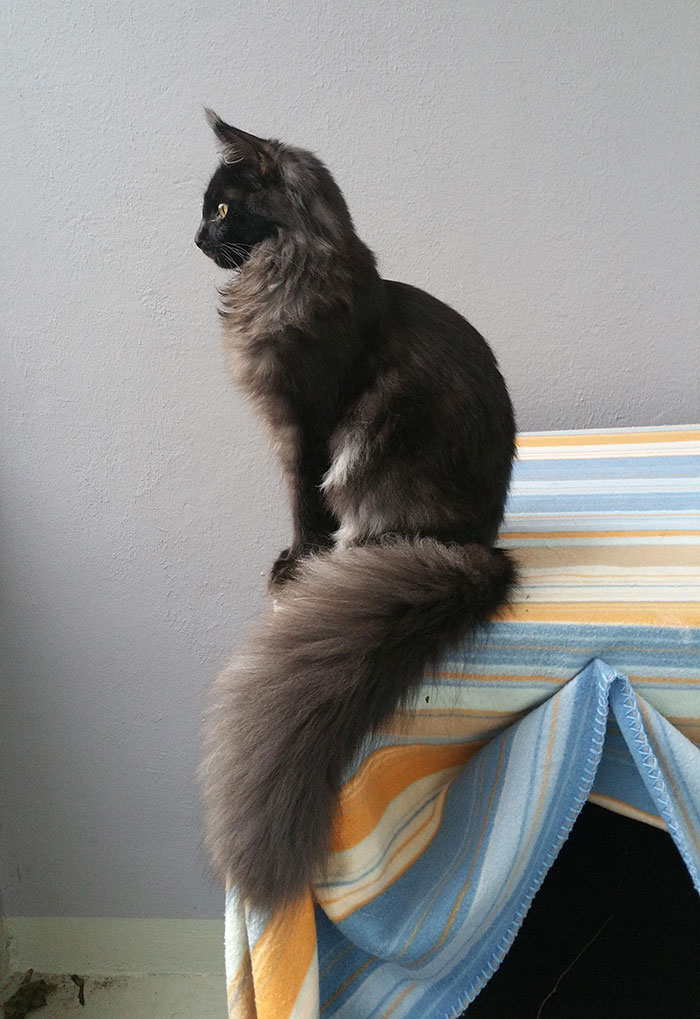 Maine coon