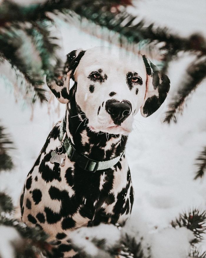 Wiley; The Dalmatian Wears His Heart On His Nose