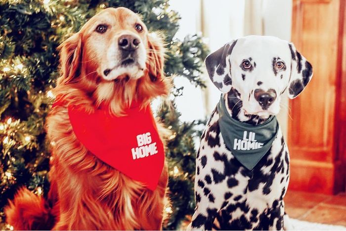 Wiley; The Dalmatian Wears His Heart On His Nose