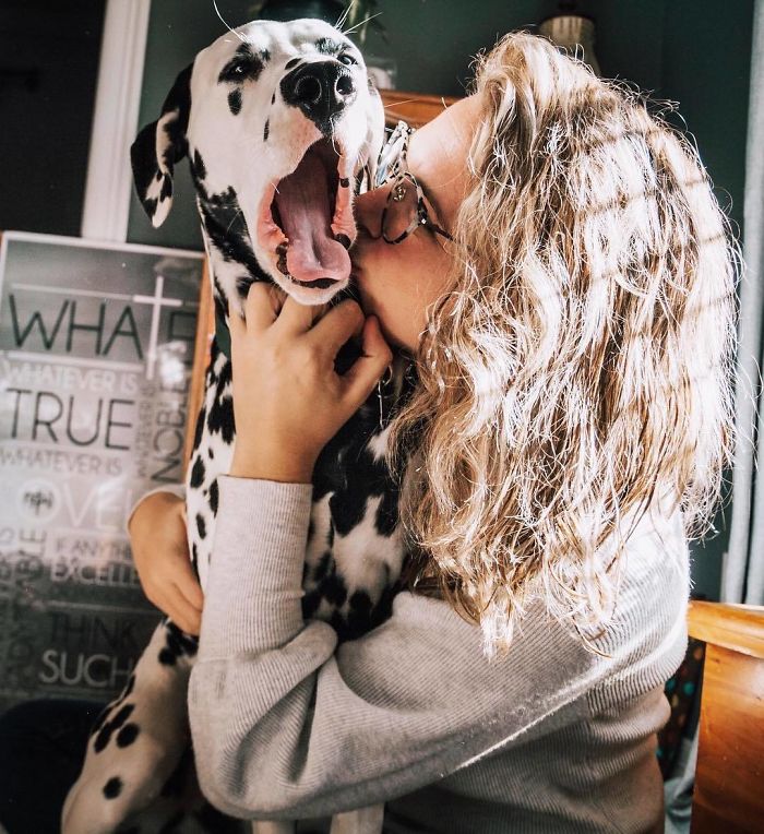 Wiley; The Dalmatian Wears His Heart On His Nose